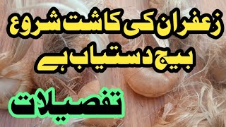 Zaffran Cultivation 202425 zaffran seeds available Quality Bulbs are available زعفران کے بیج [upl. by Publia54]