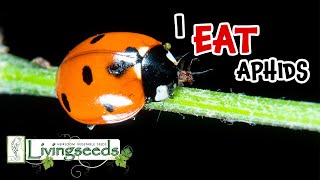 Ladybugs for Pest Control [upl. by Ecnerrat]