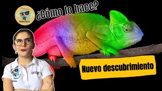 ¿CÓMO CAMBIAN DE COLOR LOS CAMALEONES 💚😱 NUEVO DESCUBRIMIENTO CIENTÍFICO ⚠️ [upl. by Selby]