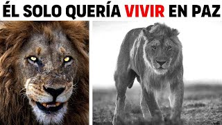 EL CURIOSO CASO DEL LEÓN QUE SÓLO QUERÍA VIVIR EN PAZ [upl. by Haerr699]