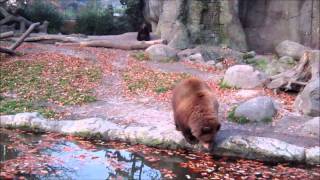 Braunbär wird wütend Hagenbecks Tierpark [upl. by Ardnahs]