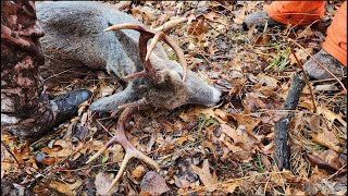 2024 MN Deer Opener  A Nice 8pt Buck [upl. by Suiravat]