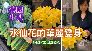 德國生活💐水仙花的華麗變身丨宴客桌花只要€3就搞定！丨你識破她的偽裝了嗎？🤣 Shorts [upl. by Alhan926]