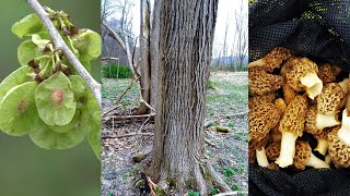 ELM TREE IDENTIFICATION GUIDE FOR MOREL MUSHROOM FORAGERS  SLIPPERY ELM TREES vs AMERICAN ELM 2024 [upl. by Oiril692]