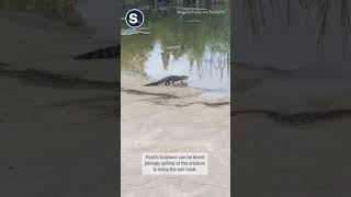 Alligator Steals Golf Ball on Course in North Carolina [upl. by Leahcimdivad]