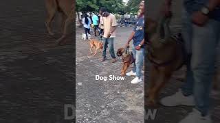 drpassionate dogshow dogs viralvideo viralreels fyp youtubeshorts adolesonvetservices [upl. by Miner]