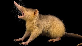 The Mysterious Solenodon Revealed [upl. by Foushee]