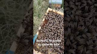 Reine buckfast F0 buckfast apiculture [upl. by Acino940]