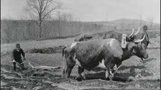 Plowing with Commentary and History farming ox oxen plowing [upl. by Alleon]