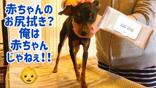 【みんなウェットティッシュどんなの使ってる？】超超超厚手BABY WIPES [upl. by Aisatnaf]