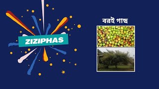 Ziziphus বরই [upl. by Haim419]