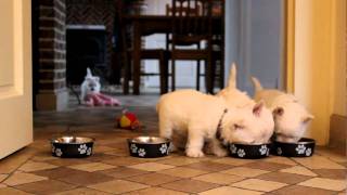 Westie puppies 7 weeks old eating [upl. by Siraval]