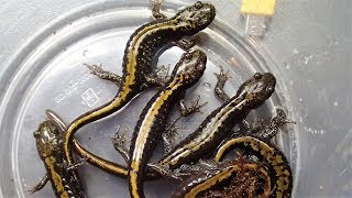 LongToed Salamanders moving into Terrestrial Setup Ambystoma macrodactylum [upl. by Ainival787]