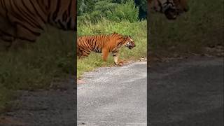 TIGER Etni Paas Aagya 😲 Road Pe [upl. by Tod326]