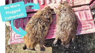 Out On The Line 2023 Ep 28  Spring Nuisance Beaver Trapping  Part 2 [upl. by Jemimah]