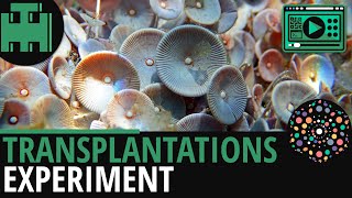 Zellkern Transplantationsexperiment│Biologie Lernvideo Learning Level Up [upl. by Brunk]