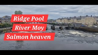 River Moy Ballina Ridge pool salmon and a visit to Ballina Angling Centre CoMayo 🇮🇪 [upl. by Priebe]