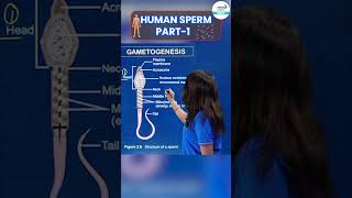 Human Sperm Full Details  1  Shorts  InfinityLearnNEET [upl. by Llerroj]