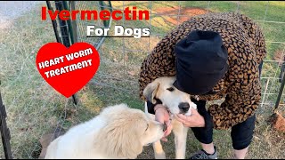 Save A Dogs life And Save Money Ivermectin For Dogs [upl. by Krawczyk136]