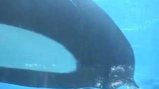 Tilikum Underwater Viewing [upl. by Anerev765]