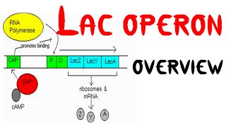 Lac operon concept class 12 [upl. by Morvin]