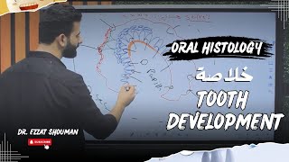 tooth development كامل  oral histology  عزت شومان [upl. by Claribel898]