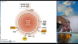 Chapter 9 Pyruvate Oxidation Citric Acid Cycle Oxidative [upl. by Finnigan936]