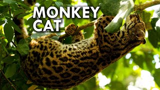 Margay The Cat That Thinks Its a Monkey [upl. by Ecnatsnok944]