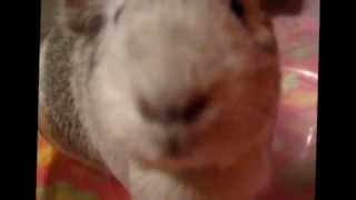 Guinea Pig Screaming [upl. by Constance]