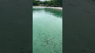 Feeding fish in the island Coron Palawan Philippines Sunlight Eco Tourism Island Resort [upl. by Turne840]