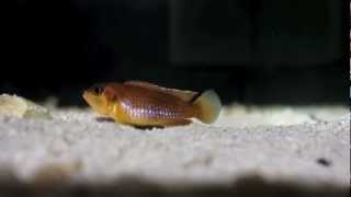 Ocellatus Gold  Tanganyika Cichlids [upl. by Ummersen]