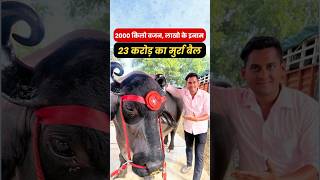 23 करोड़ का मुर्रा बैल  2000 किलो वजन लाखो के इनाम dairyfarming murrah farming agribusiness [upl. by Cailean]