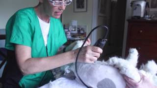 More Persian Cat Grooming With The Pet Maven The Lion Cut [upl. by Dorkas122]