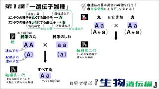 生物遺伝編 第1講「一遺伝子雑種」 [upl. by Haziza]