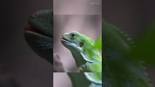 Brachylophus Fasciatus Iguana  Fuji banded Iguana  An Arboreal Species of lizard [upl. by Tlevesor]