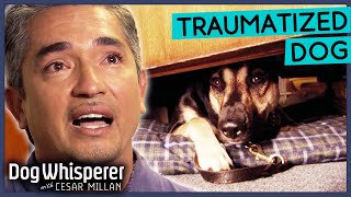 Terrified Stray Dog Lives Life In Fear 💔 Dog Whisperer With Cesar Millan [upl. by Zimmermann159]