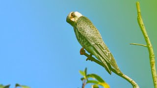 Flight to Freedom  The Amur Falcon Story [upl. by Animahs326]