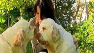 Burkes backyard Clumber Spaniel Roadtest [upl. by Eidua]