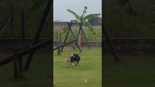 Puppies playing in the rain animalrescue dogrescue [upl. by Notnyw868]