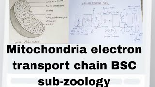 mitochondria electron transport chain BSC subzoology [upl. by Lynnelle]