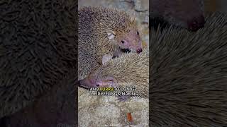 The Tenrec  Natures Spiky Surprise [upl. by Gypsie186]