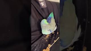 Parrotlet grooming himself parrotlets parrot parrots birds bird birdslover fyp fypシ゚viral [upl. by Aimak]