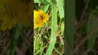 A beautiful Sea Aster Bee feeding on a flower bee colletes pollinator [upl. by Elletnahc]