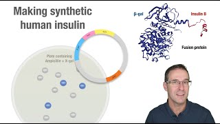 Making synthetic human insulin [upl. by Gare]