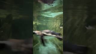 CUTE MAGELLANIC PENGUINS in Tropicarium Park shorts italy tropicarium penguin cute magellanic [upl. by Latsyrc]