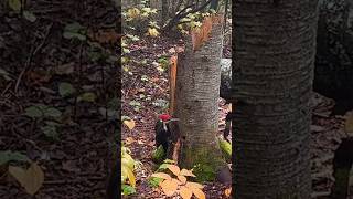 Pileated woodpecker [upl. by Divaj]