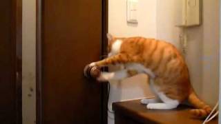 Do you think a cat is able to open a door [upl. by Melva]