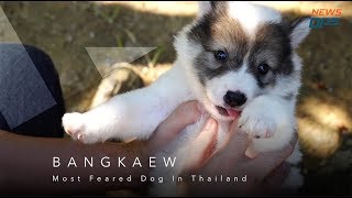 Thailands Bangkaew Dog  by NewsOps [upl. by Akahc]