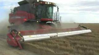 Chickpea Harvesting Australia [upl. by Anikehs796]