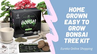 HOME GROWN Easy to Grow Bonsai Tree Kit  100k Bonuses in Description [upl. by Nestor561]